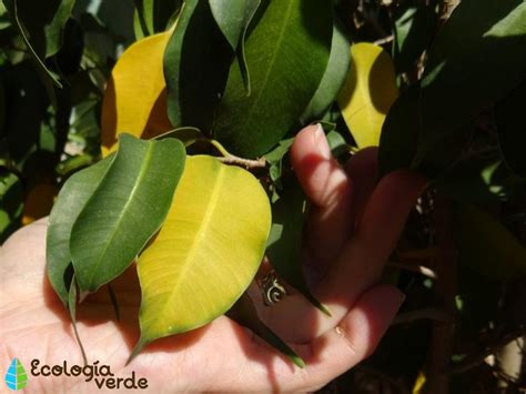 Cuidados Del Ficus Benjamina Guía Práctica E Información