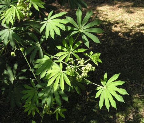 Brazilian Arrowroot English Common Name Manihot Esculenta