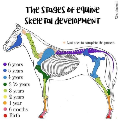 Development Phases Of Foals And Young Horses