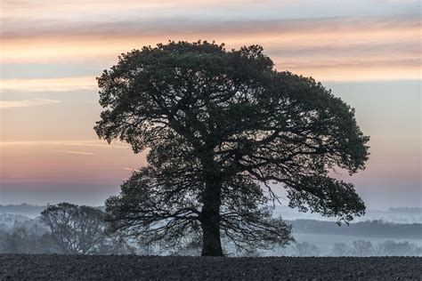 Mighty Oak Tony Armstrong Sly Flickr