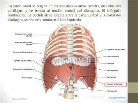 Hernias Diafragmaticas Ppt