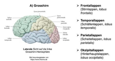 Neuroanatomie Mit Bungen Flashcards Quizlet