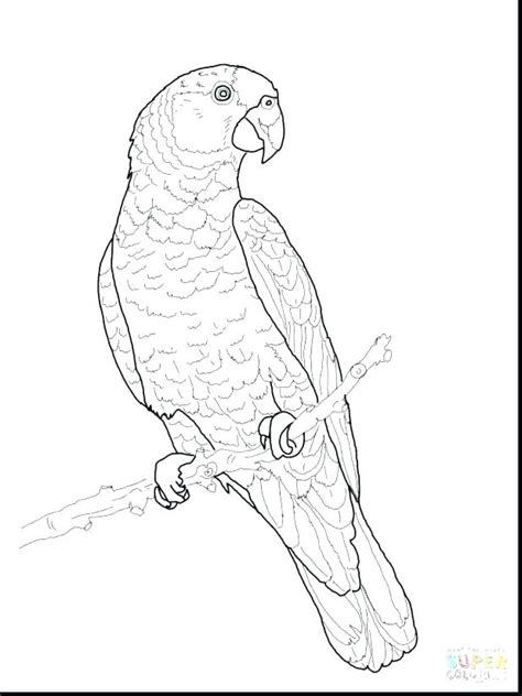 Macaw Coloring Page At Free Printable Colorings