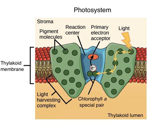 Light-dependent reactions (photosynthesis reaction) (article) | Khan ...