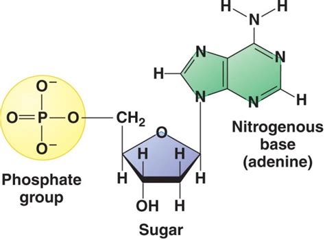 Rna Nucleotide Structure