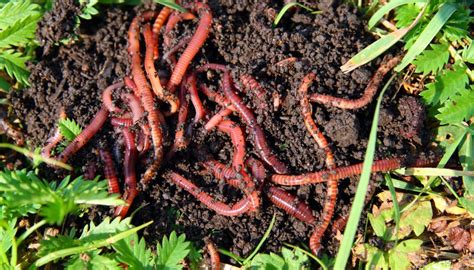 The Habitat of Red Worms | Sciencing