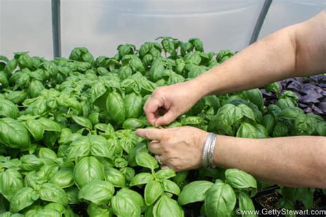 How To Cut Basil For A Full Harvest All Season Long GettyStewart