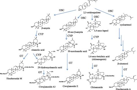 Putative saponin biosynthetic pathway from 2,3-oxidosquane in E ...