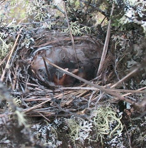 Yellow-rumped Warbler - East Cascades Audubon Society