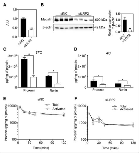 Megalin gene (A, n=5) and protein (B, n=5) expression levels in BN16 ...