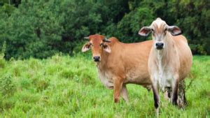 Roban 26 vacas en Hato Mayor ganaderos exigen acción de las