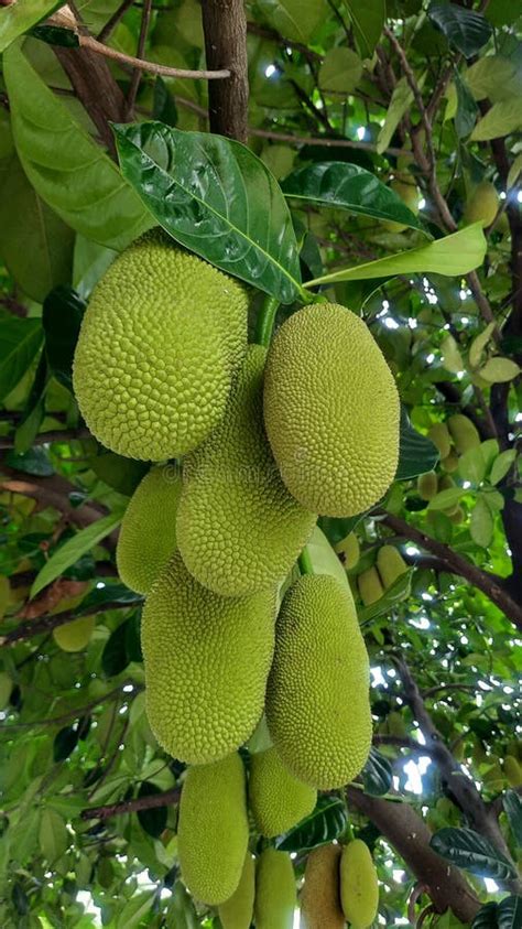 Fresh Green Jackfruit And Artocarpus Heterophyllus Stock Photo Image