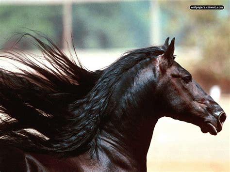 Friesian horse 1080P, 2K, 4K, 5K HD wallpapers free download ...