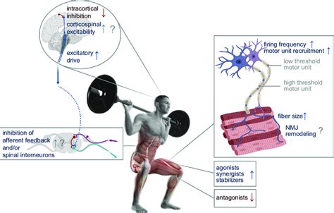 Neuromuscular Adaptation To Training The Number Of Activated Motor