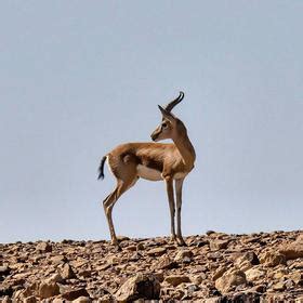 Gallery | Israel Wildlife | Israel Desert Tours