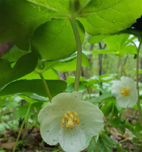 Podophyllum Peltatum Mayapple