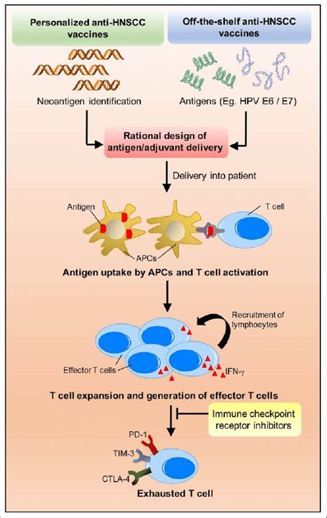 A Combination Of Head And Neck Squamous Cell Carcinoma Hnscc Vaccines