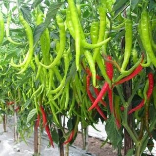 Jual Stm Bibit Cabe Konsumsi Benih Sayuran Cabai Rawit Merah Setan