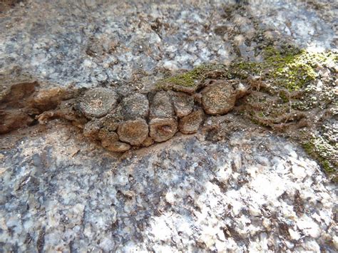 Blossfeldia Liliputana Cactusinhabitat