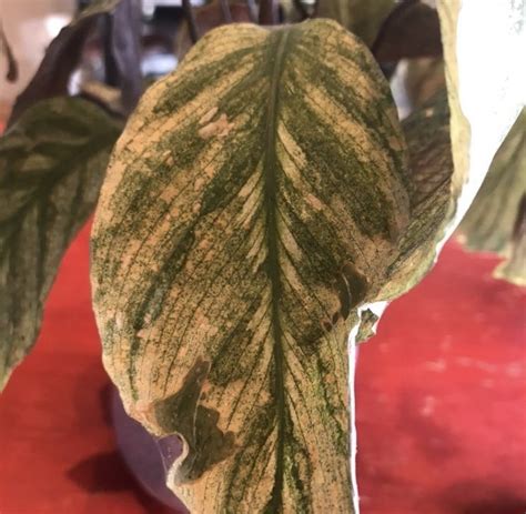 Successfully Growing Maranta Leuconeura Living Prayer Plants