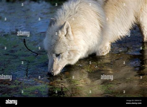 Arctic Wolf Canis Lupus Tundrarum Adult Drinking At Water Hole Stock