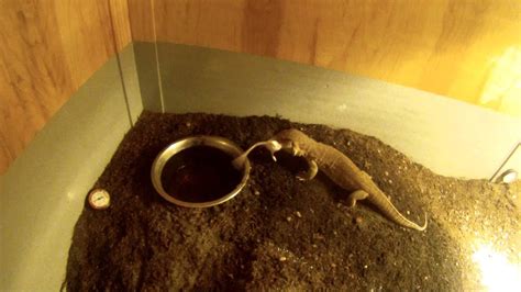 Live Feeding Savannah Monitor Youtube