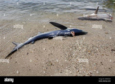 Sharks Caught By Traditional Fishermen Are Placed On The Sand On The