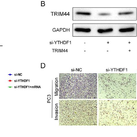 Interfering With Ythdf Inhibits Prostate Cancer Cell Proliferation