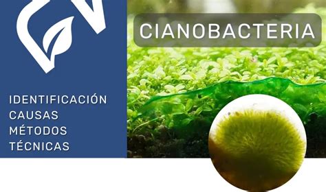 Cianobacteria En El Acuario Detectar Prevenir Y Eliminar