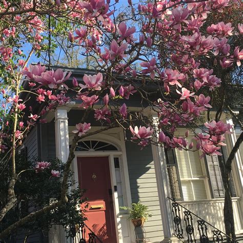 Japanese Magnolia — Prados Landscapes LLC