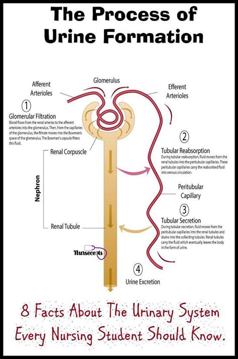 Urination Process