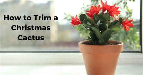 How To Trim A Christmas Cactus