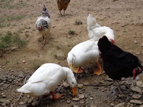 White Pekin Ducks for Sale