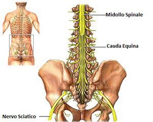 Midollo Spinale E Nervi Spinali Peculiarit E Funzionalit