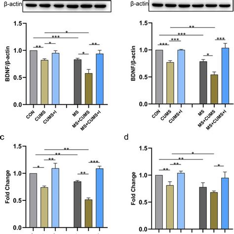 The Results Of BDNF Expression In WB And QPCR A BDNF Protein