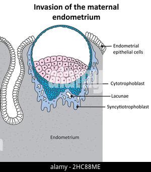 Implantation of the blastocyst and development of the cytotrophoblast ...