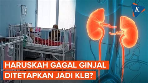 Kasus Kematian Capai Persen Apakah Gagal Ginjal Akut Layak Jadi Klb