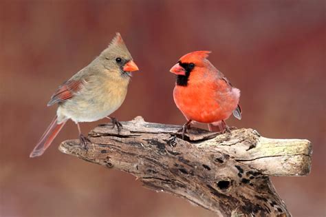 Male Vs Female Cardinals Learn To Spot The Differences