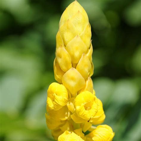 Candle Plant (Cassia alata) | My Garden Life