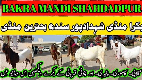 Bakra Mandi Shahdadpur Today Latest Update YouTube