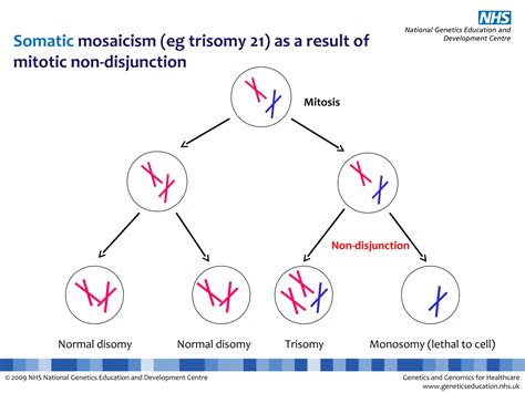 Explanation Slides Somatic Mutations Cancer Ppt