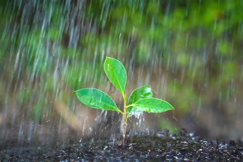 Geosys Brasil Chuva Melhora Solo Mas Produtividade De Culturas Corre