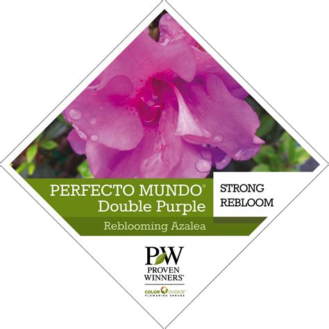 Perfecto Mundo® Double Purple Azalea tag - Spring Meadow Nursery