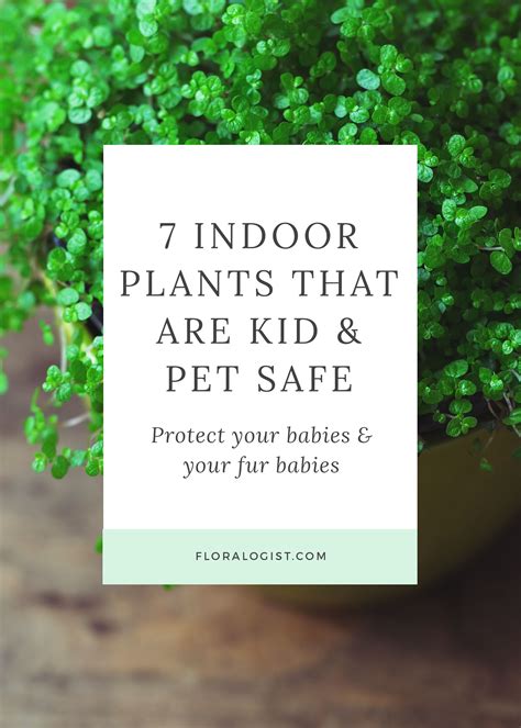 Indoor Plants Safe For Pets And Babies at Wilbur Pritt blog
