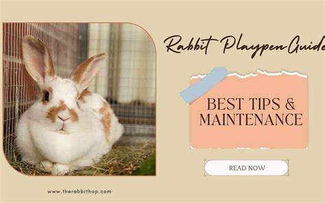 Rabbit Playpen Guide: Best Tips & Maintenance - The Rabbit Hop