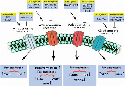 Adenosine Receptor