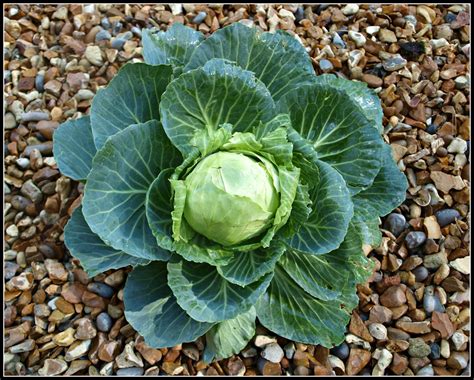 Mark S Veg Plot October I M Tidying Up But Still Harvesting