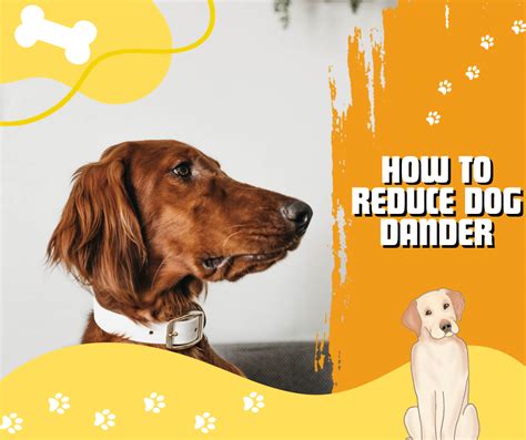 How to Reduce Pet Dander Especially for Dogs - Life With My Dogs