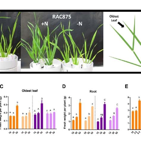 The Phenotypic Response Of Wheat Genotypes To N Starvation Plants Of