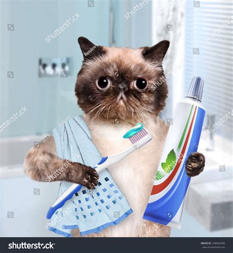 Brushing Teeth Cat Stock Photo 198964598 Shutterstock